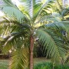 Palmiste Blanc sous vide - Recette aux agrumes-  livraison MIN 72H